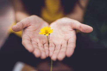 Spendenantrag Hände mit Blume